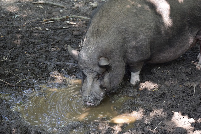 香港賽駒「浪漫勇士」揚威杜拜　勝出一級賽.